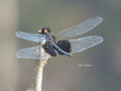 Erythrodiplax latimaculata
