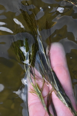 Ranunculus kauffmannii