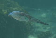 Sepioteuthis lessoniana
