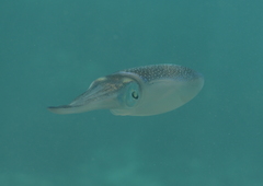 Sepioteuthis lessoniana