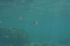 Sepioteuthis lessoniana
