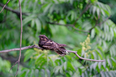 Caprimulgus jotaka