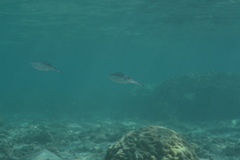 Sepioteuthis lessoniana