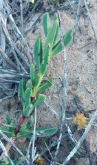 Carpobrotus quadrifidus