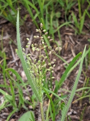 Dichanthelium villosissimum