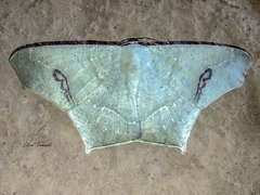 Euclysia columbipennis