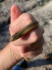 Ophisaurus ventralis