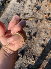 Ophisaurus ventralis