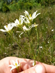Sabatia difformis