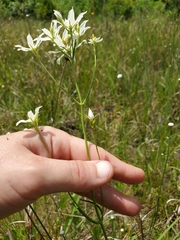 Sabatia difformis