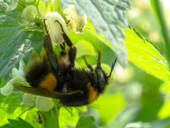 Bombus