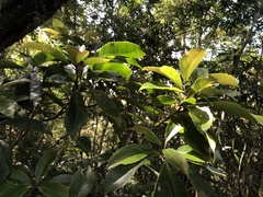 Helicia rengetiensis