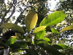 Helicia rengetiensis