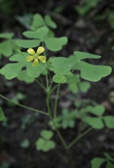 Oxalis grandis