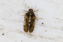 Tachycixius pilosus