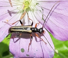Pidonia vibex