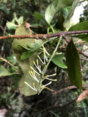 Helicia rengetiensis