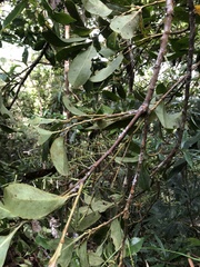 Helicia rengetiensis