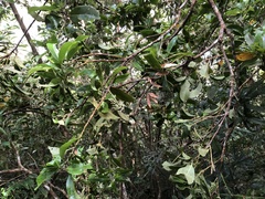 Helicia rengetiensis