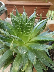 Aristaloe