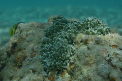 Lamellodysidea