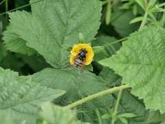 Sericomyia silentis