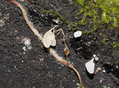 Physalacria australiensis