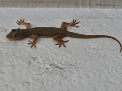 Hemidactylus flaviviridis