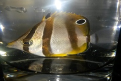 Chaetodon marleyi