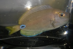 Acanthurus tennentii
