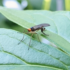 Rhamphomyia longicauda