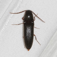 Megapenthes insignis