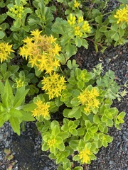 Phedimus kamtschaticus