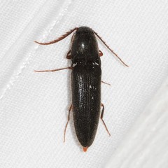 Megapenthes insignis