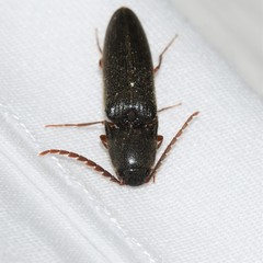 Megapenthes insignis