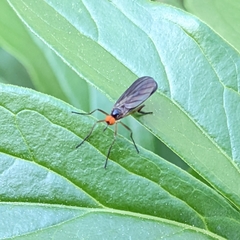 Rhamphomyia longicauda