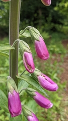 Digitalis purpurea