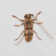 Goes variegatus