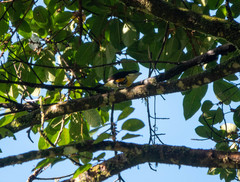 Capito maculicoronatus