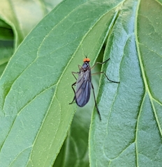 Rhamphomyia longicauda