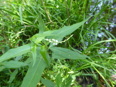 Persicaria setacea