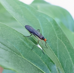 Rhamphomyia longicauda