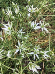 Ornithogalum umbellatum