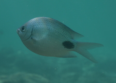 Abudefduf sparoides