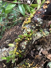 Dendrobium nakaharae