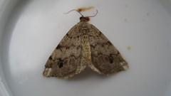 Macaria pinistrobata