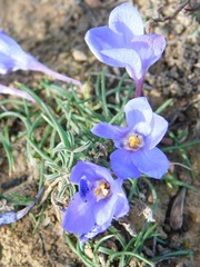 Syringodea longituba