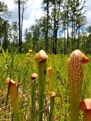 Sarracenia minor minor