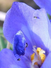 Syringodea longituba