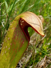 Sarracenia minor minor